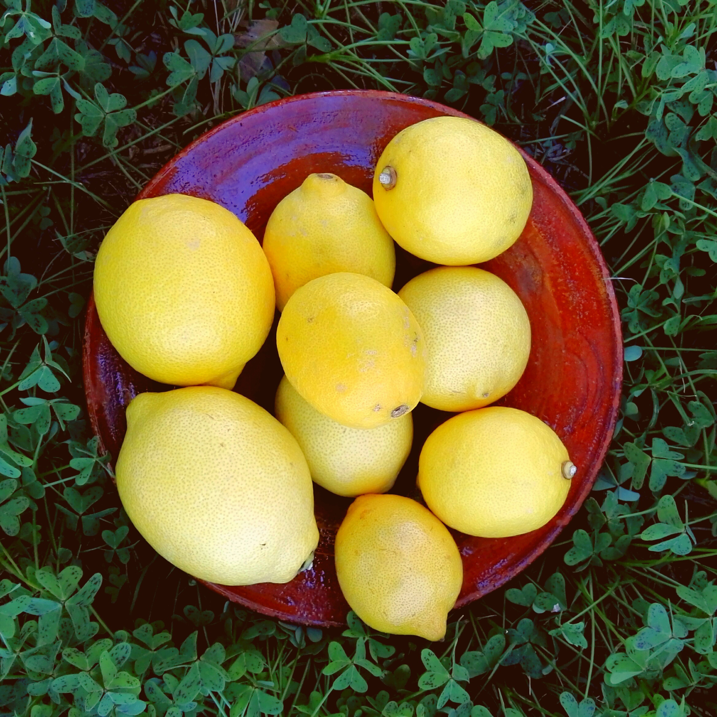 Citron Jaune, le Kilo
